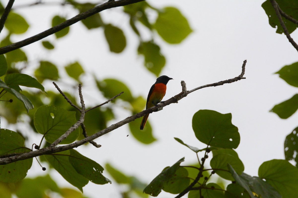 Small Minivet - ML643696369