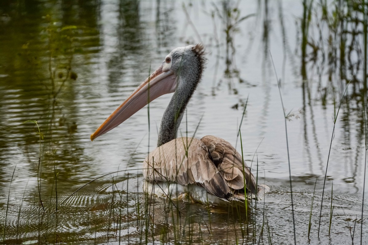Spot-billed Pelican - ML643696382