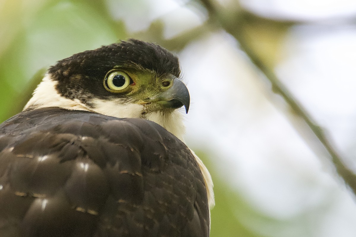 Bicolored Hawk - ML643696383