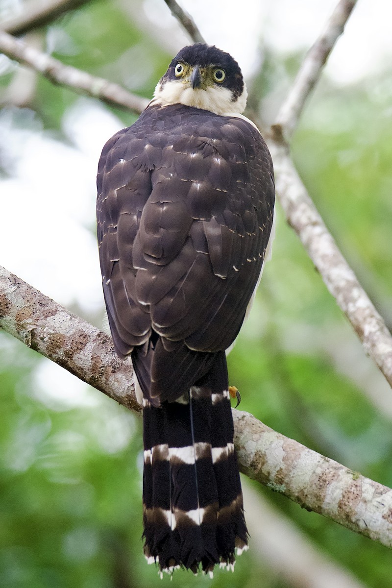 Bicolored Hawk - ML643696384