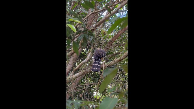 Bicolored Hawk - ML643696385