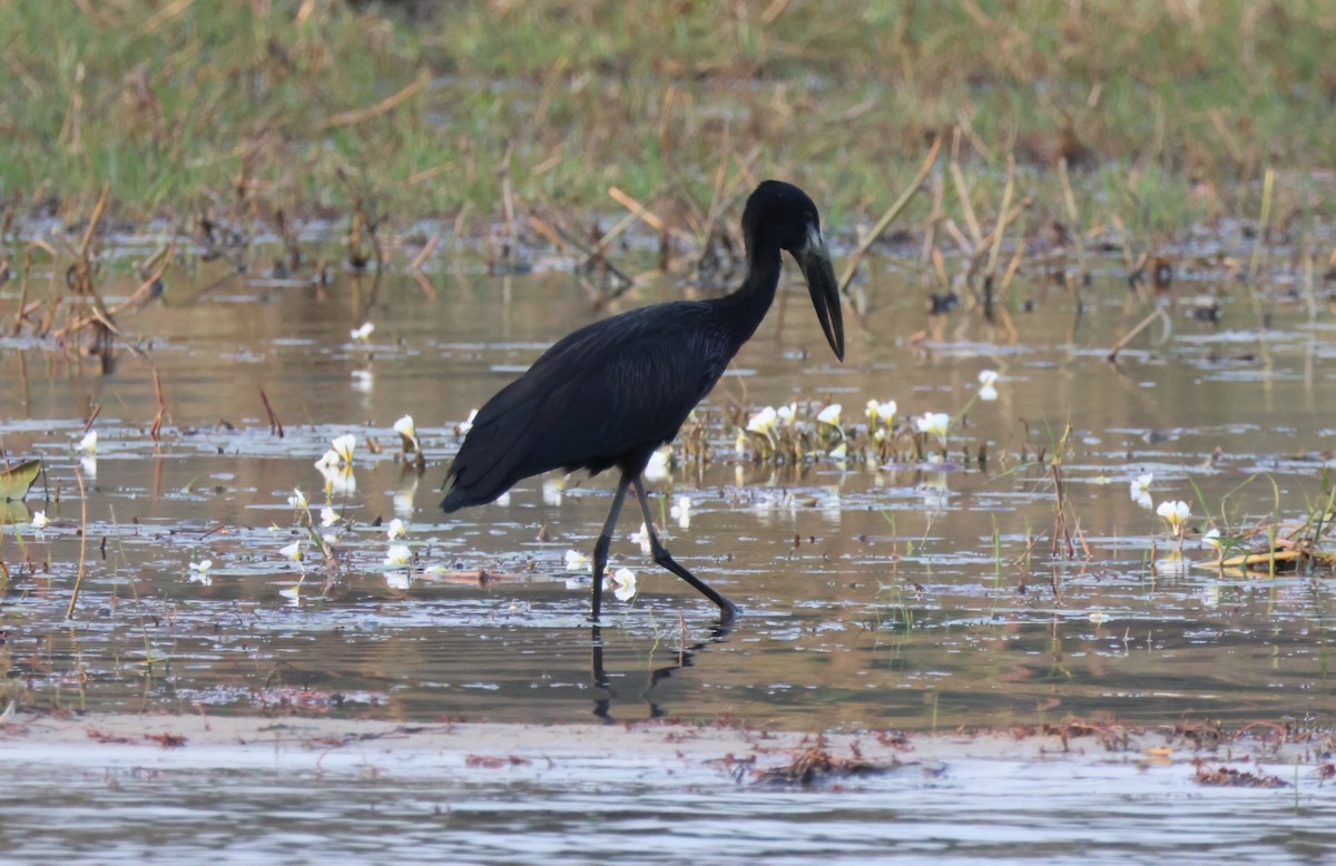 African Openbill - ML643696401