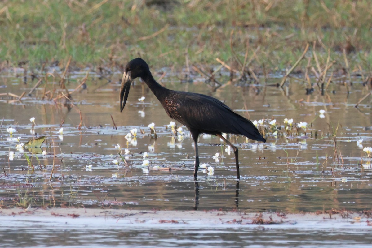 African Openbill - ML643696402