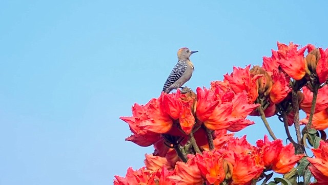 Hoffmann's Woodpecker - ML643696410