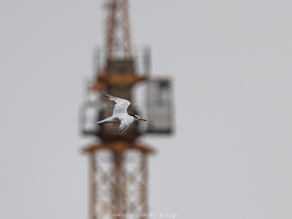 黑嘴端鳳頭燕鷗 - ML643696418