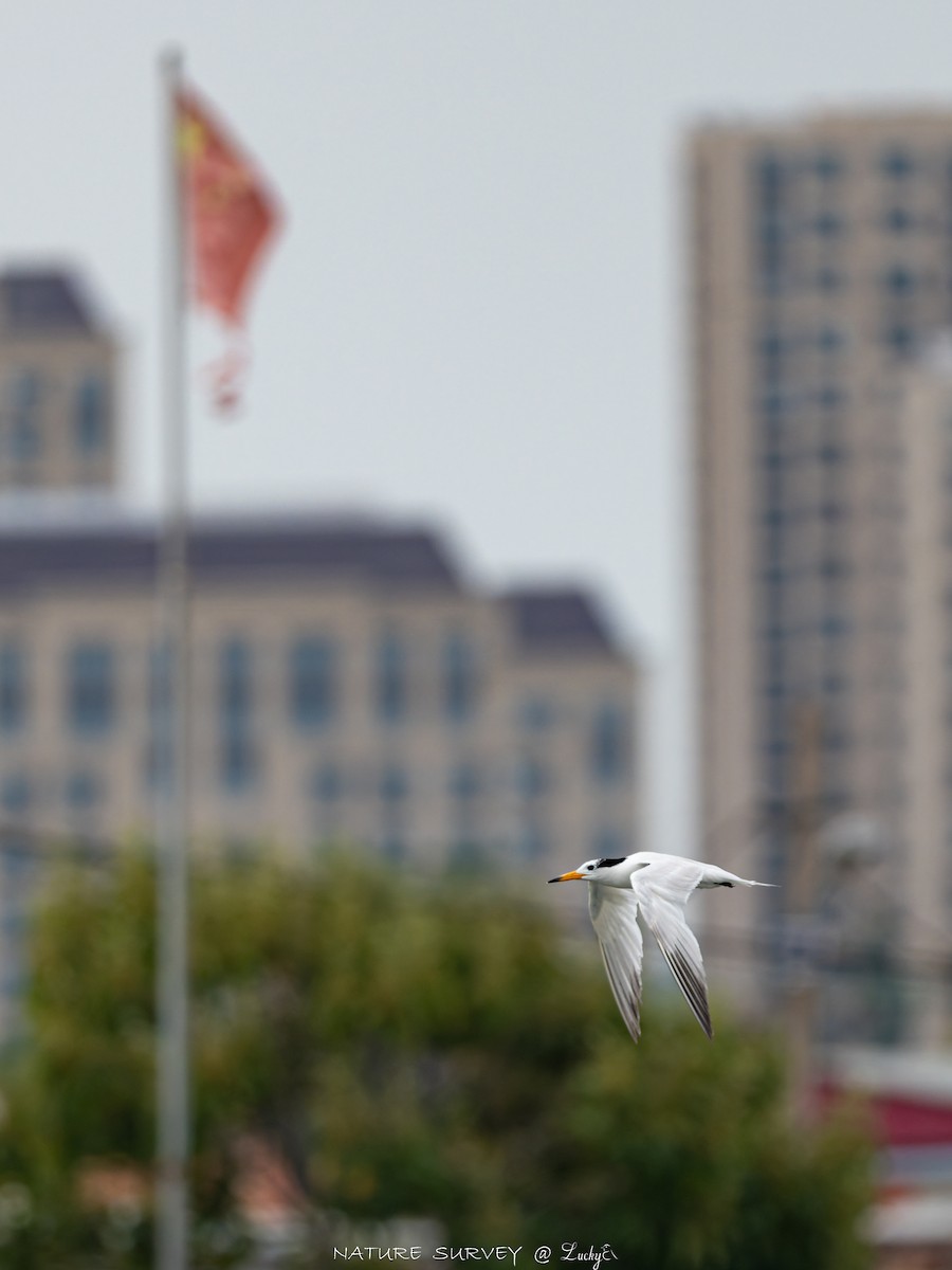 黑嘴端鳳頭燕鷗 - ML643696421