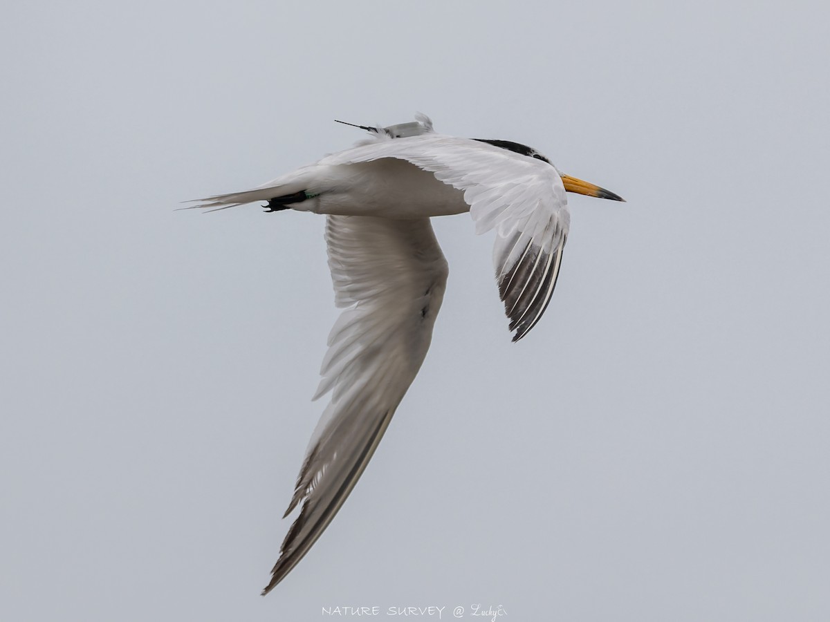黑嘴端鳳頭燕鷗 - ML643696422