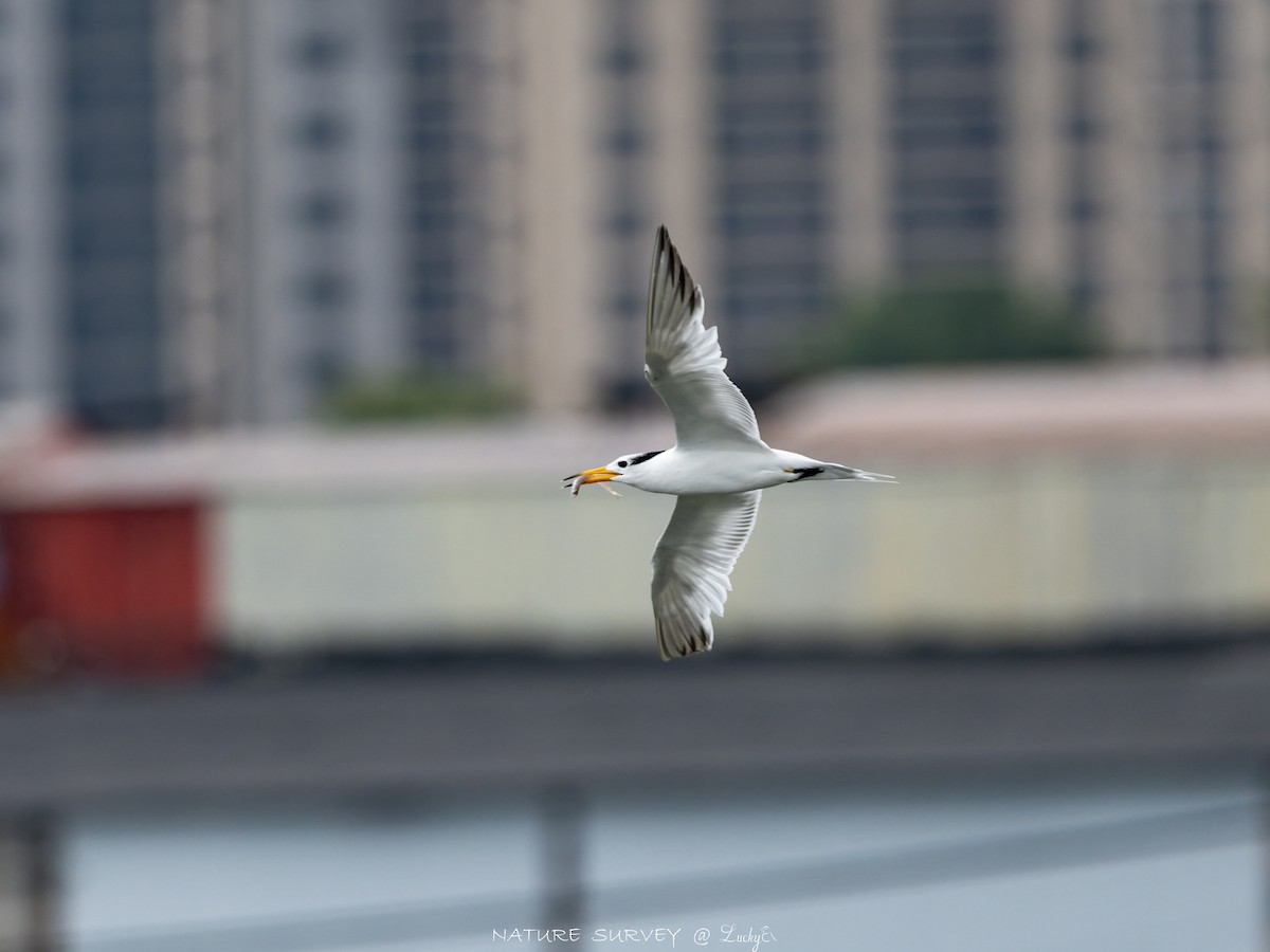 黑嘴端鳳頭燕鷗 - ML643696423