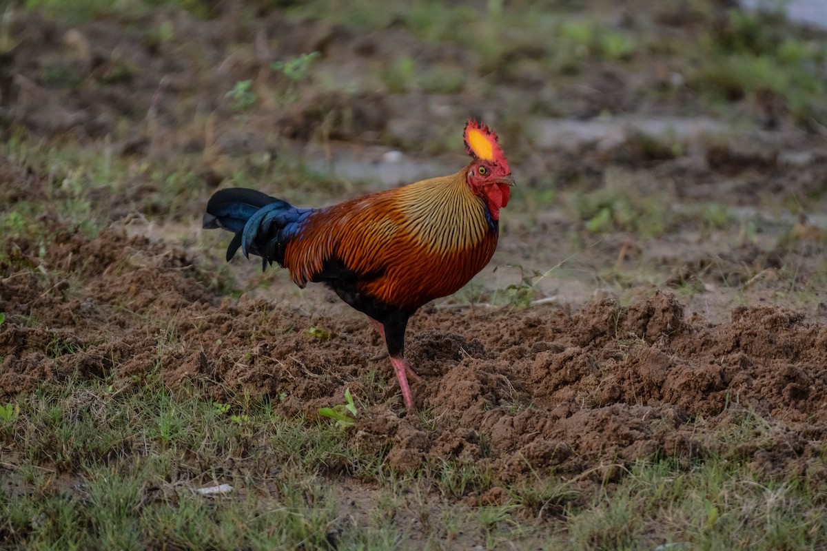 Sri Lanka Junglefowl - ML643696425