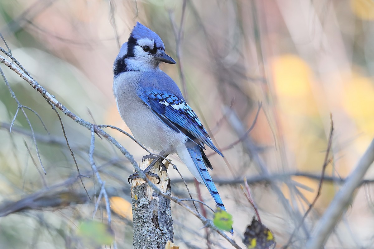 Blue Jay - ML643696430