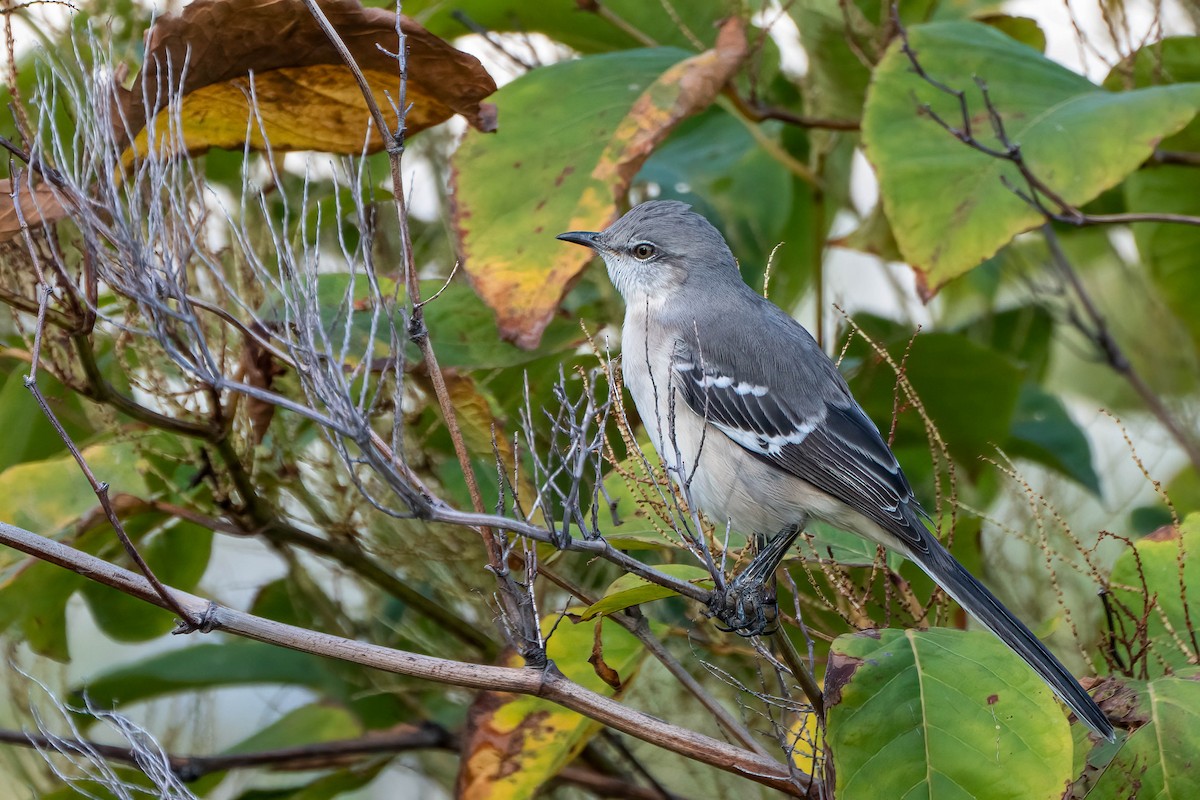 Northern Mockingbird - ML643696432