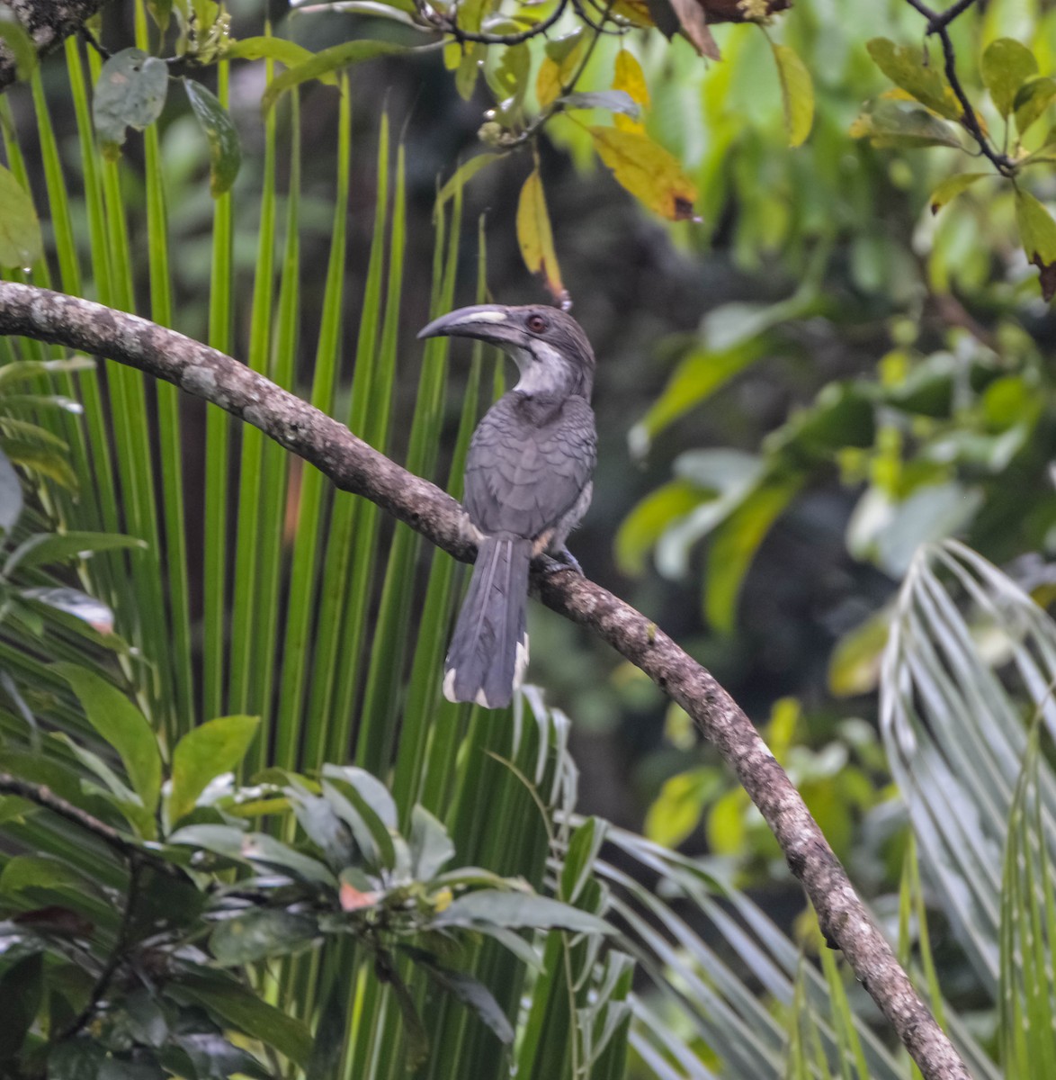 Sri Lanka Gray Hornbill - ML643696435