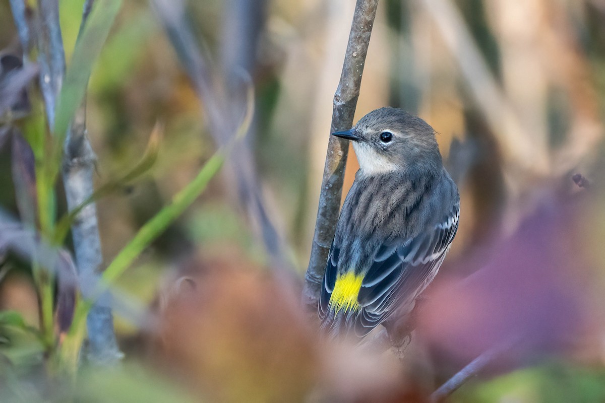 Yellow-rumped Warbler - ML643696438