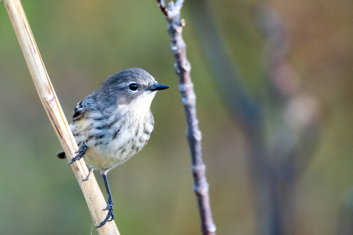 Yellow-rumped Warbler - ML643696439