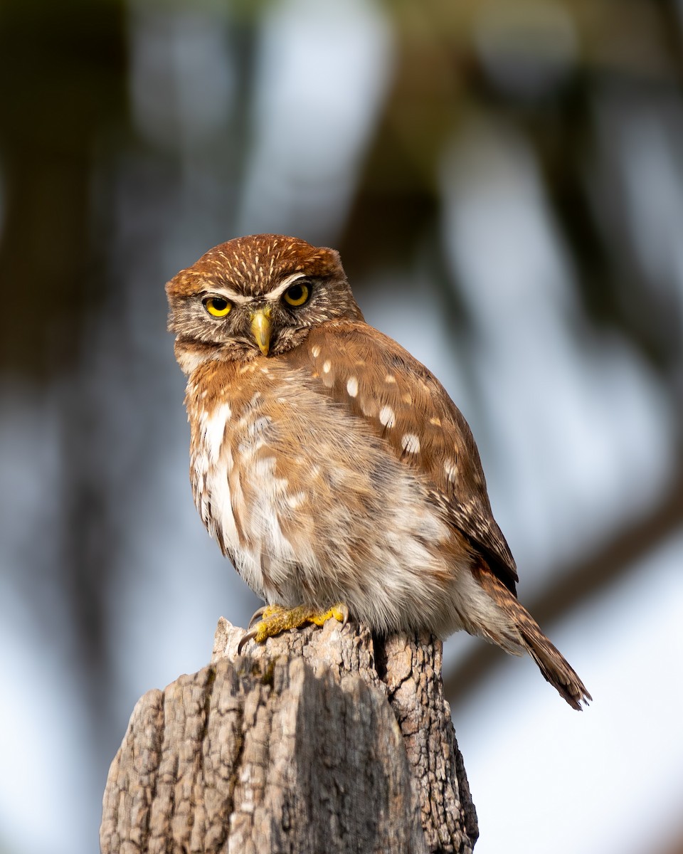 Austral Pygmy-Owl - ML643696444