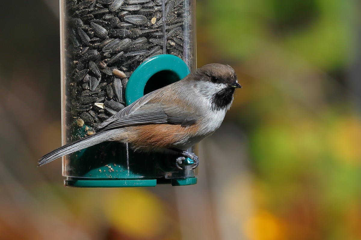 Boreal Chickadee - ML643696447
