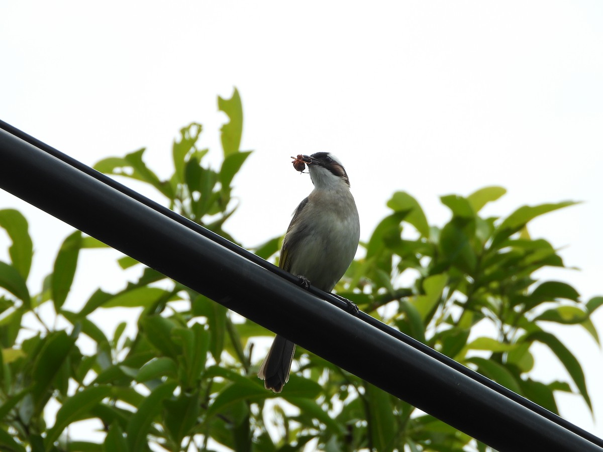 Light-vented Bulbul (formosae/orii) - ML643696453