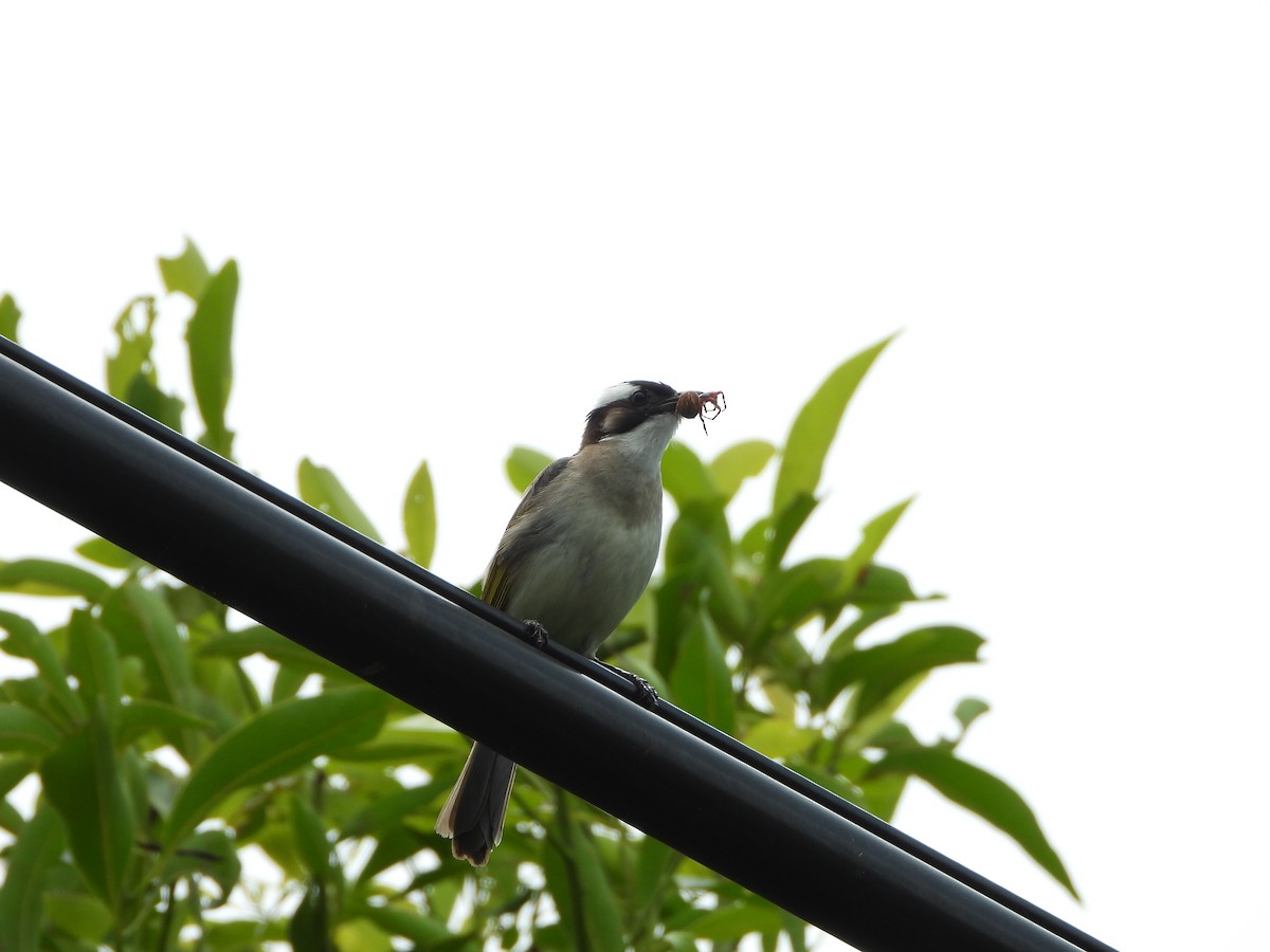 Light-vented Bulbul (formosae/orii) - ML643696454