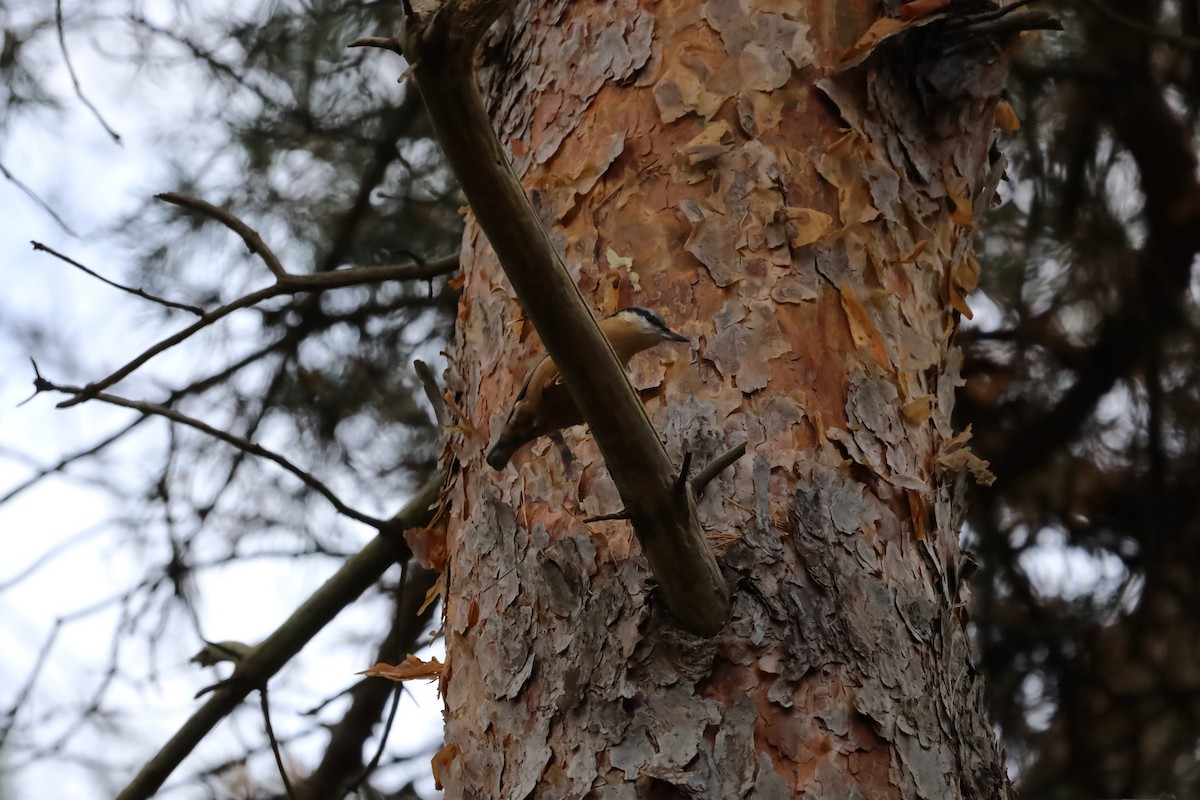 Eurasian Nuthatch - ML643696457