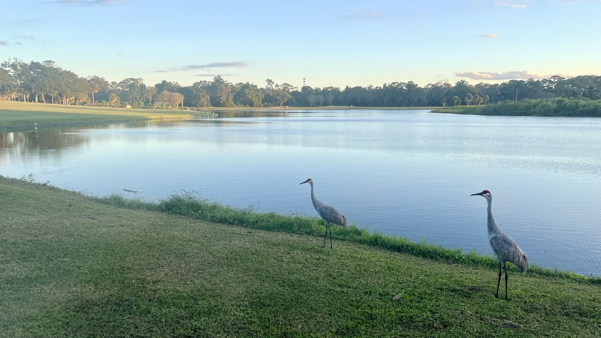 Sandhill Crane - ML643696459