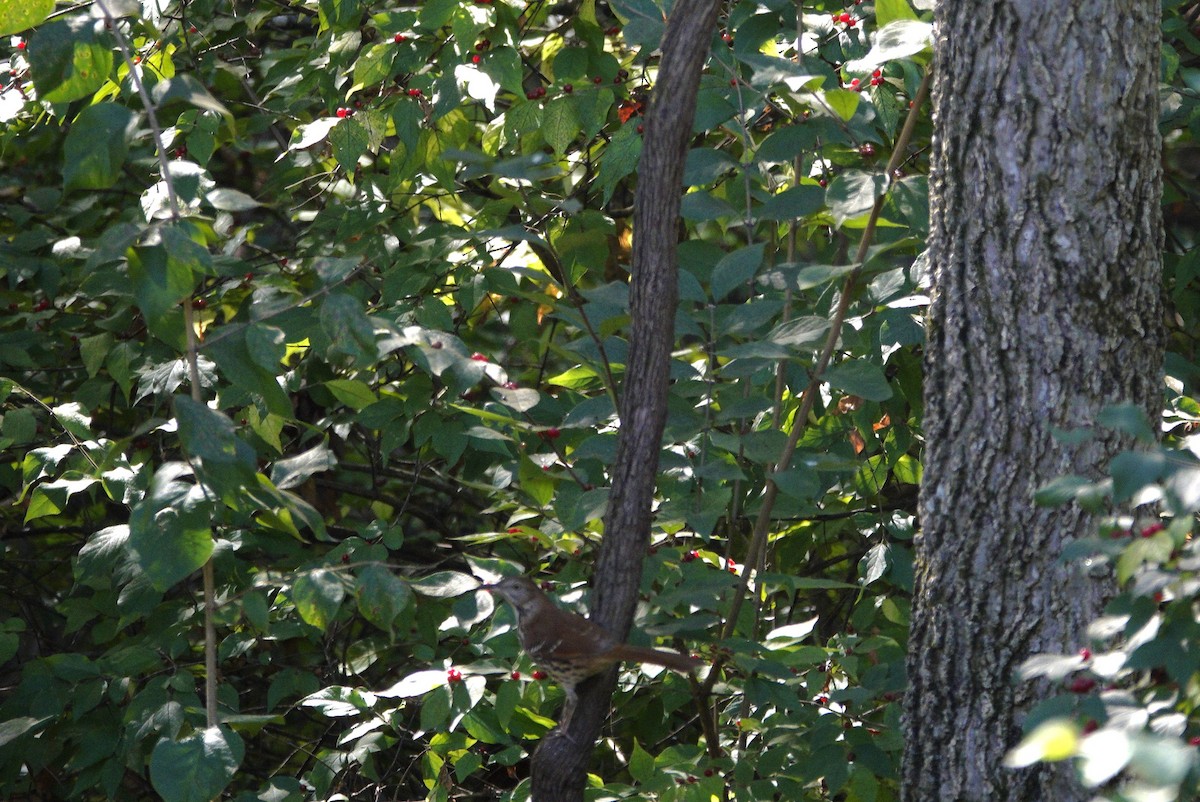 Brown Thrasher - ML643696462