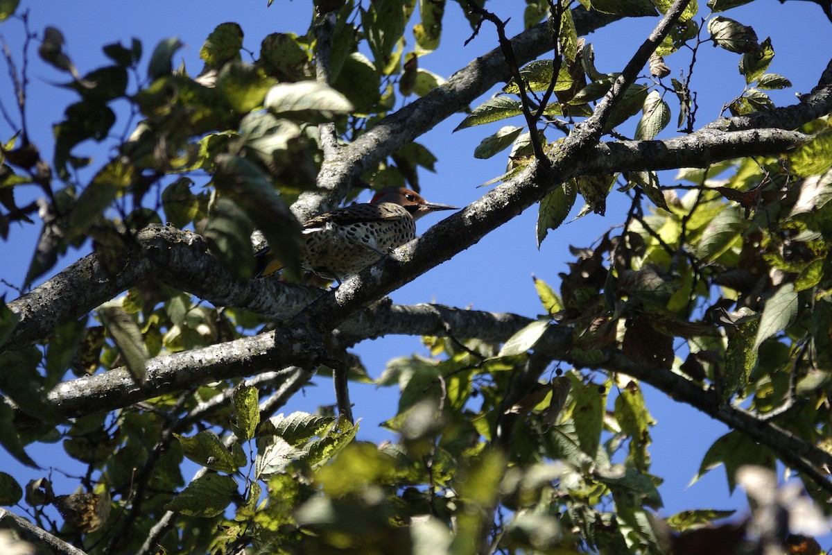 Northern Flicker - ML643696470