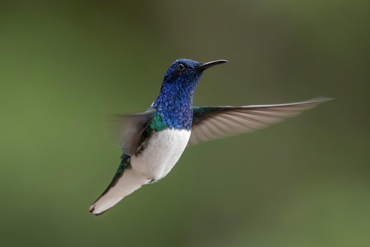 Colibri jacobin - ML643696472