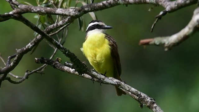 Great Kiskadee - ML643696478