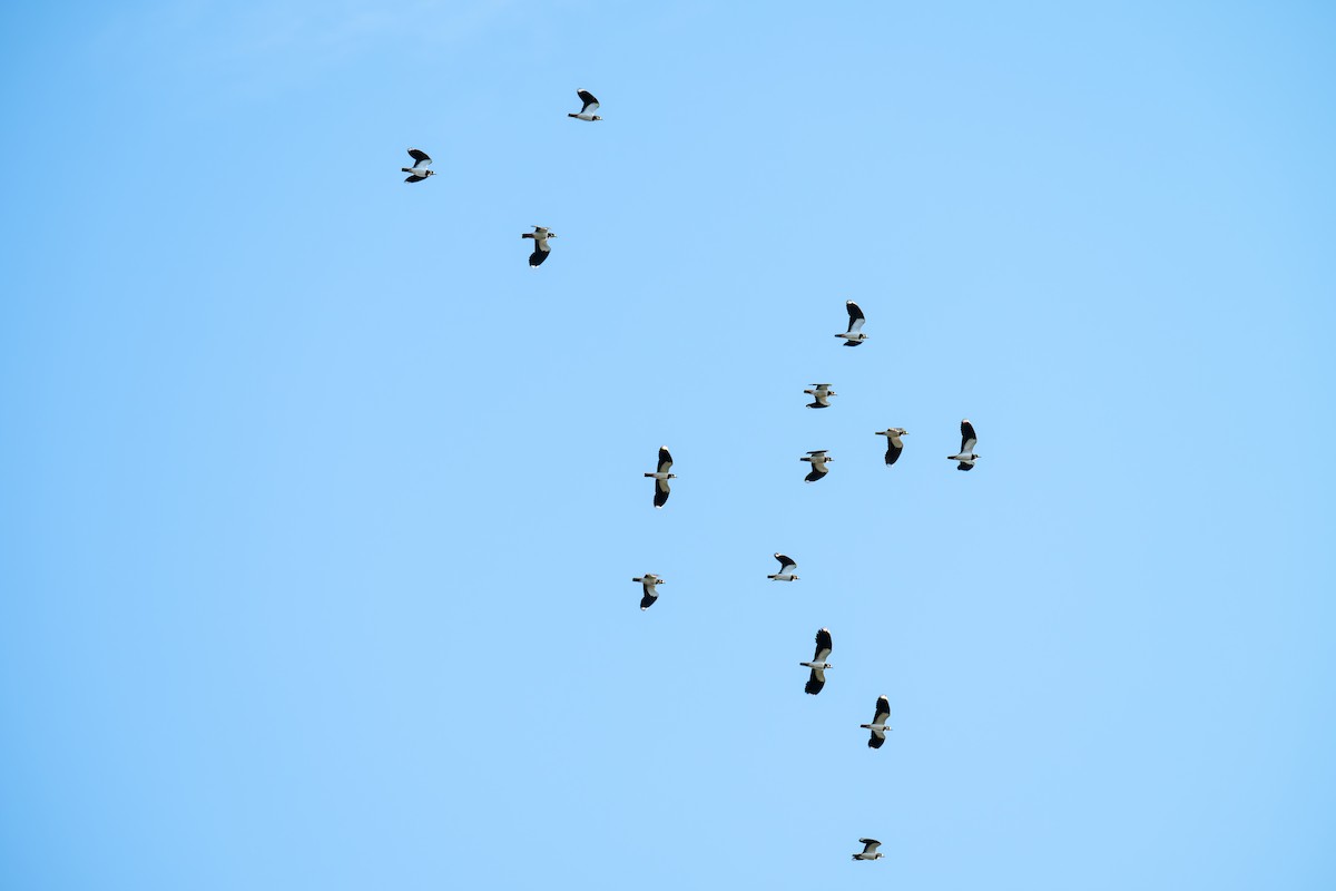 Northern Lapwing - ML643696481