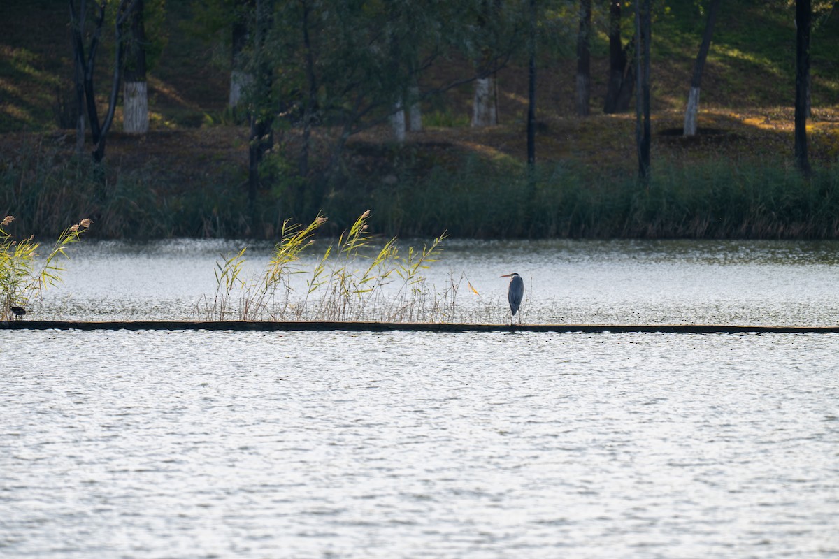 Gray Heron - ML643696493