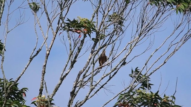 Roadside Hawk - ML643696497