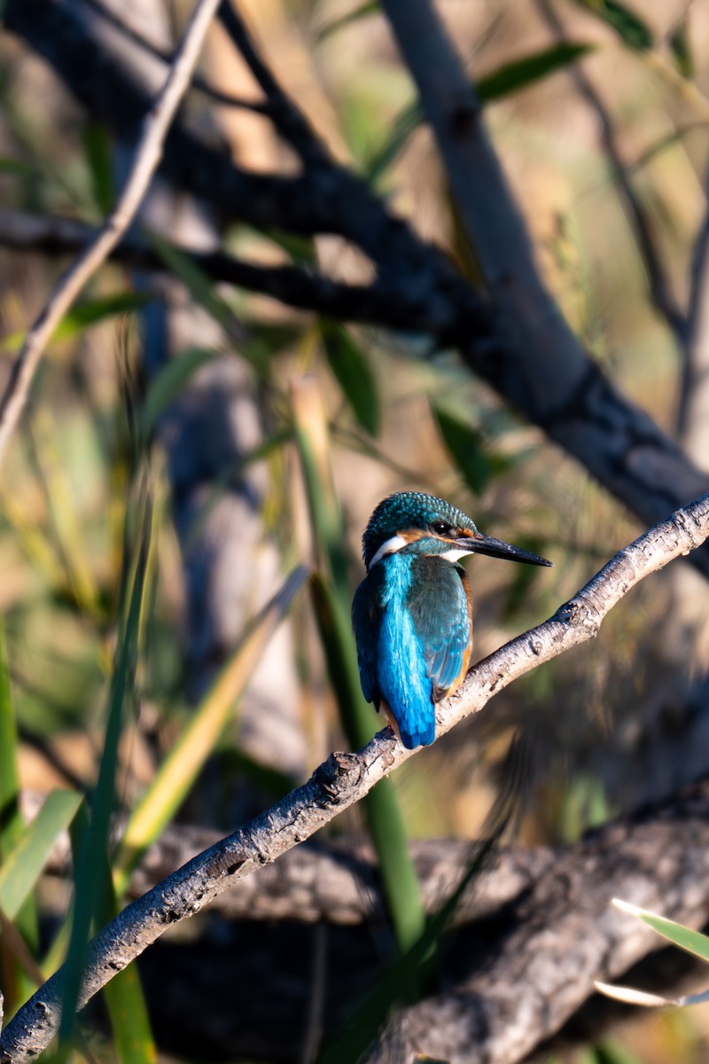 Common Kingfisher - ML643696498