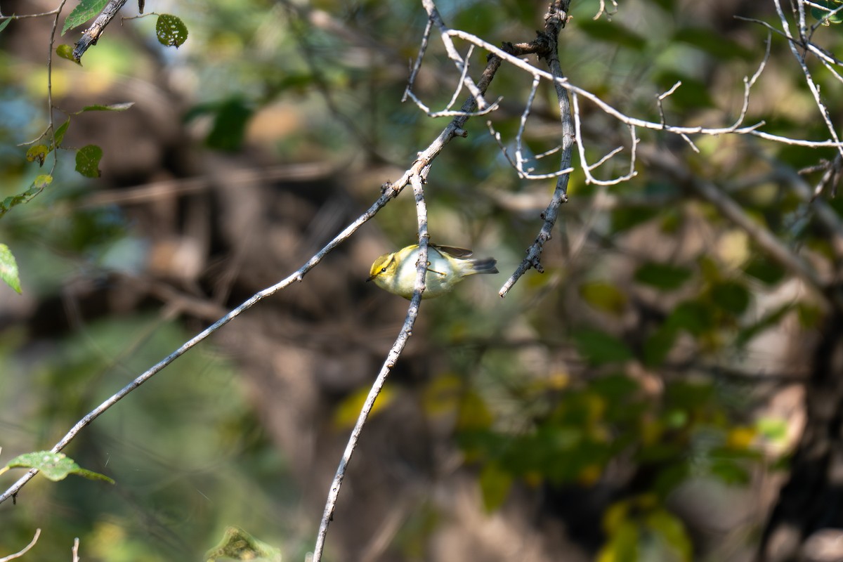 Pallas's Leaf Warbler - ML643696507