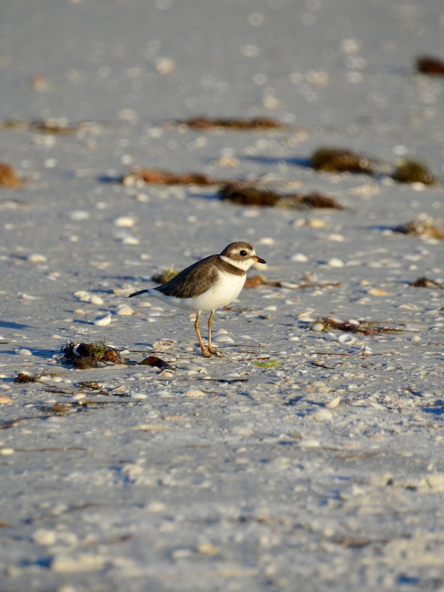 Semipalmated Plover - ML643696513