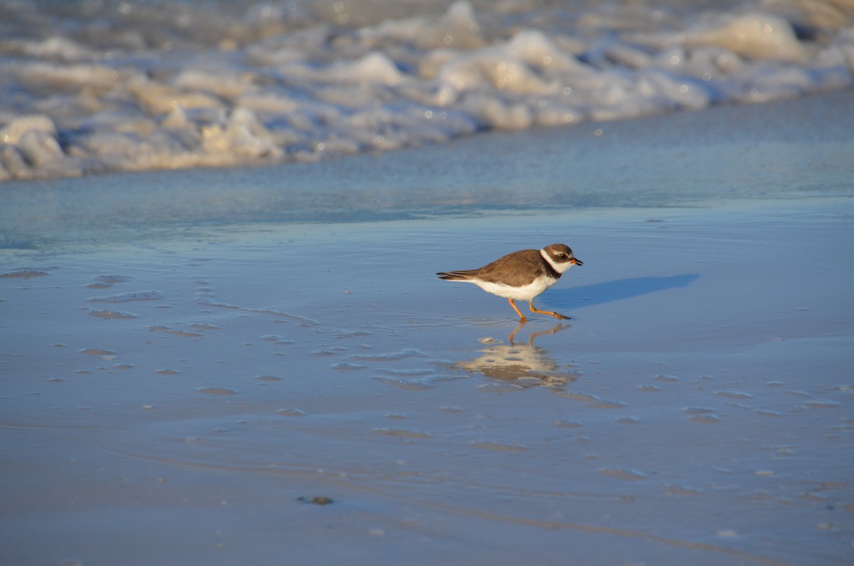 Semipalmated Plover - ML643696514