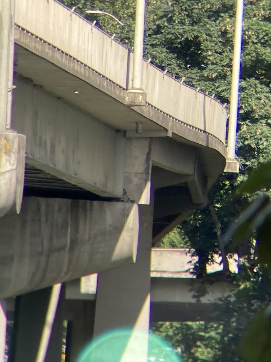 Peregrine Falcon - ML643696521