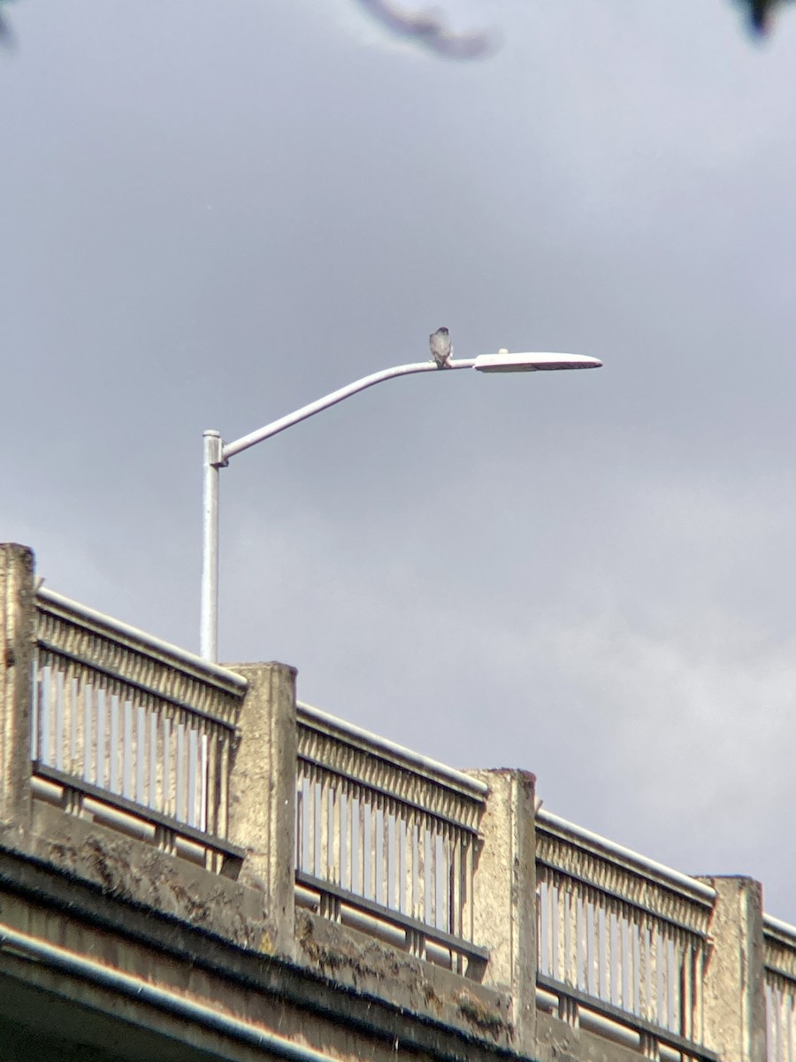 Peregrine Falcon - ML643696522