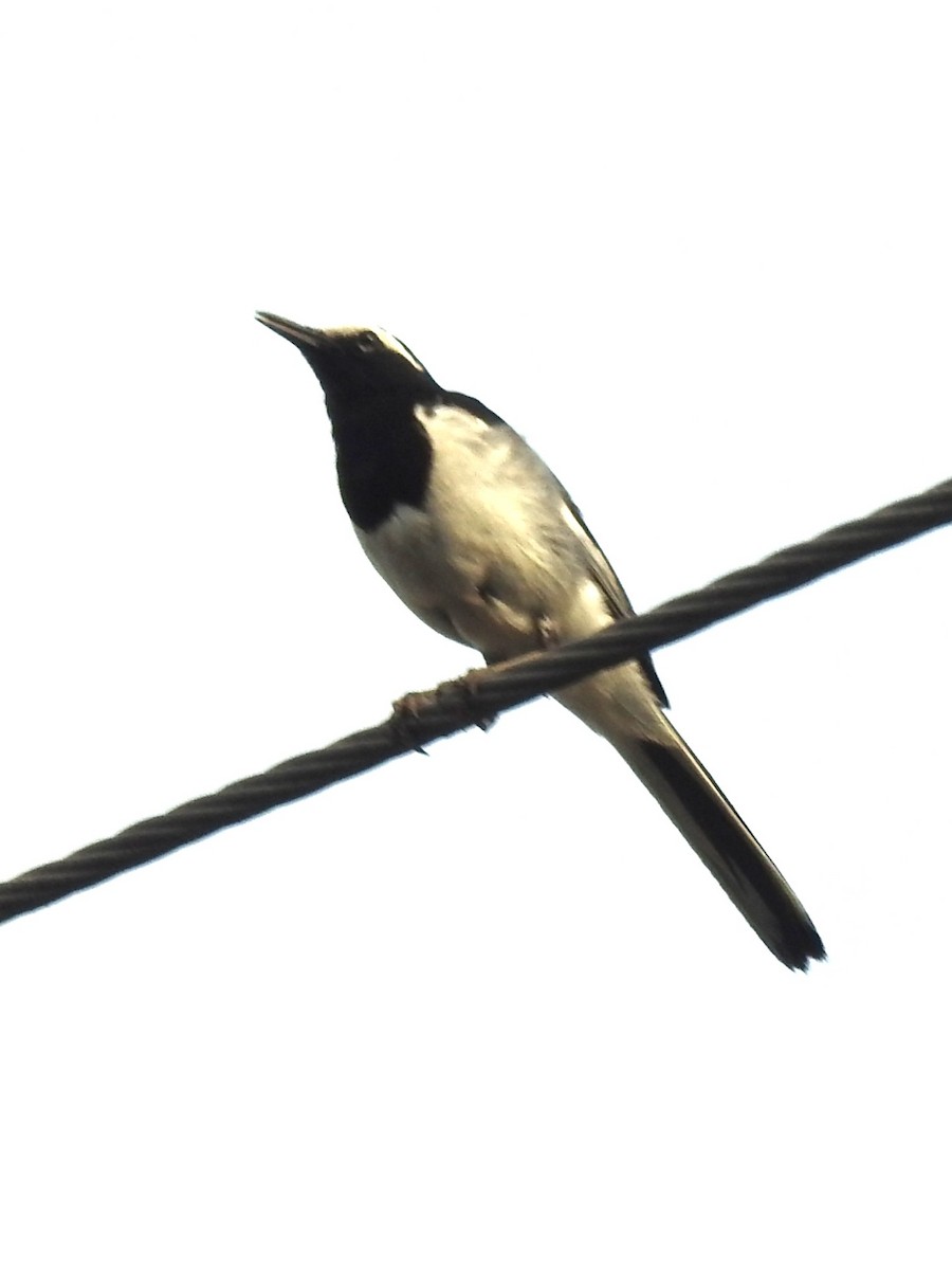 White-browed Wagtail - ML643696530