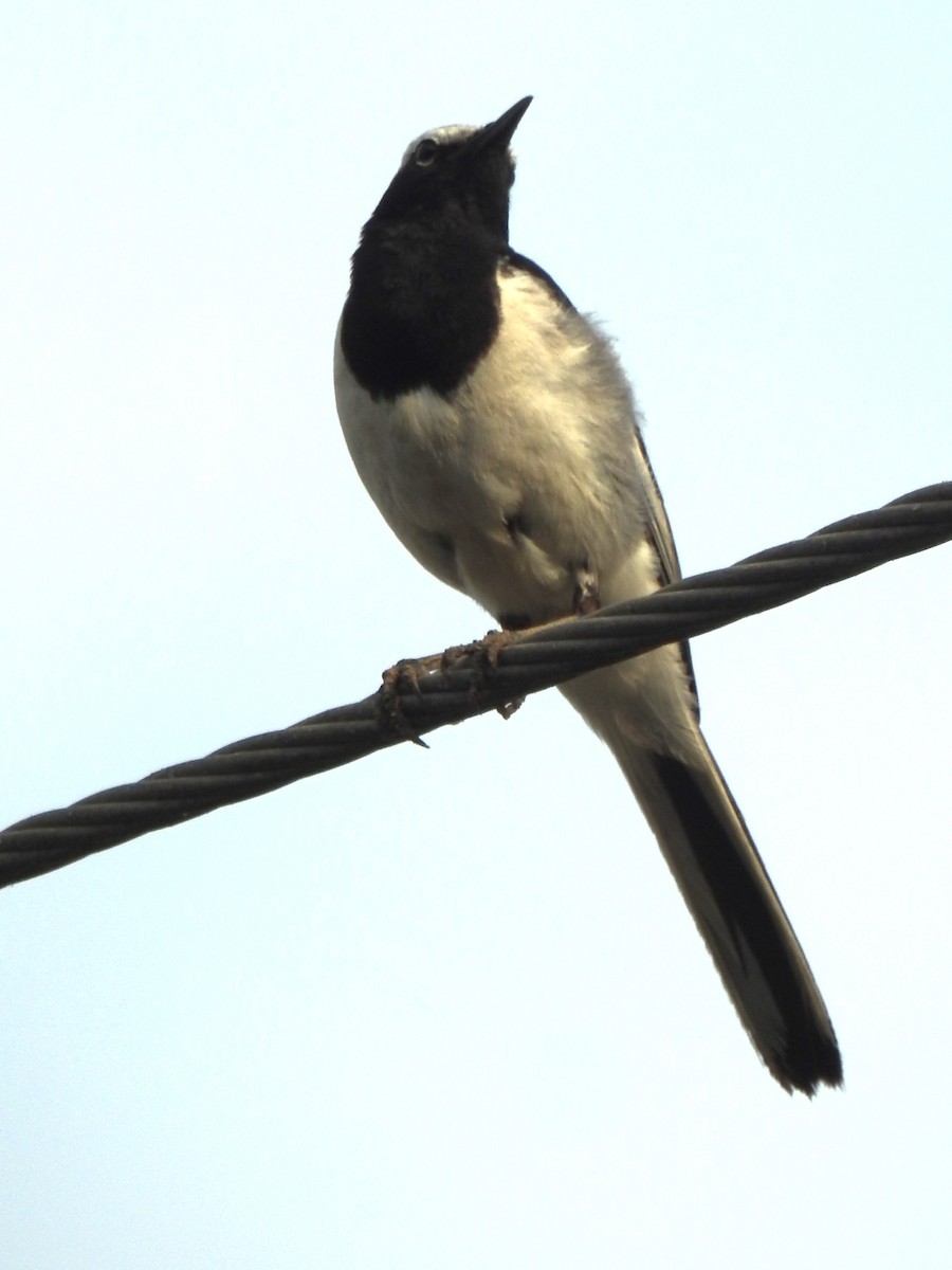 White-browed Wagtail - ML643696531