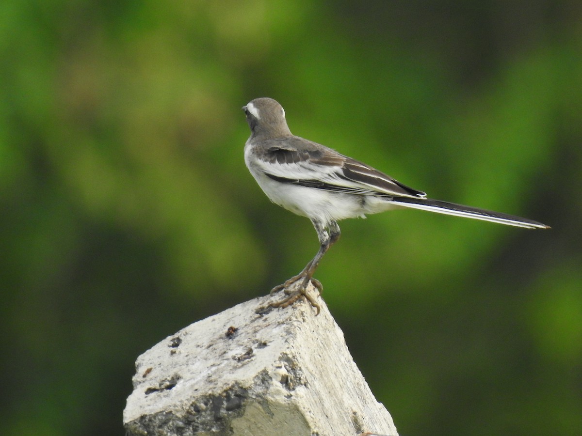 White-browed Wagtail - ML643696532