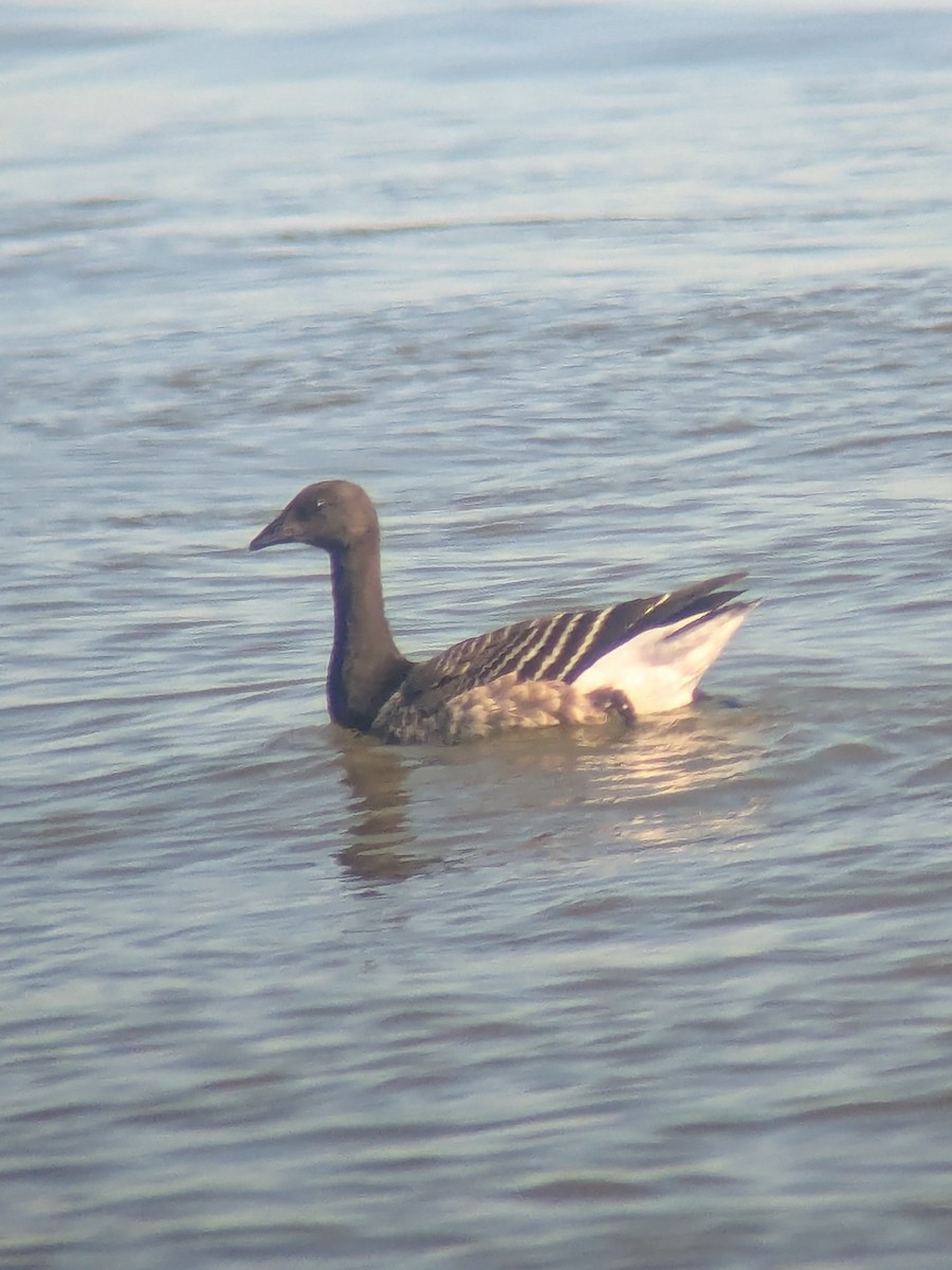 Branta musubeltza - ML643696539