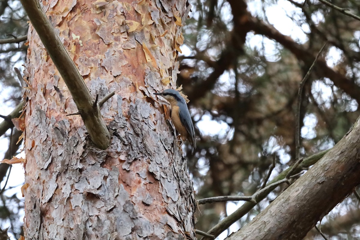 Eurasian Nuthatch - ML643696542