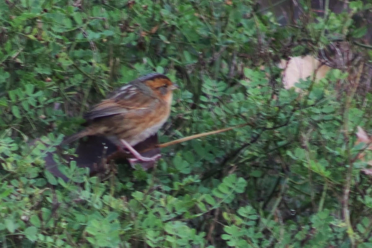 Nelson's Sparrow - ML643696544