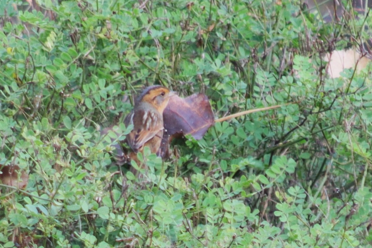 Nelson's Sparrow - ML643696545