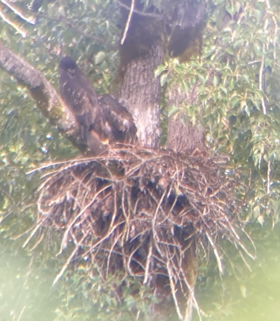 Bald Eagle - ML643696552