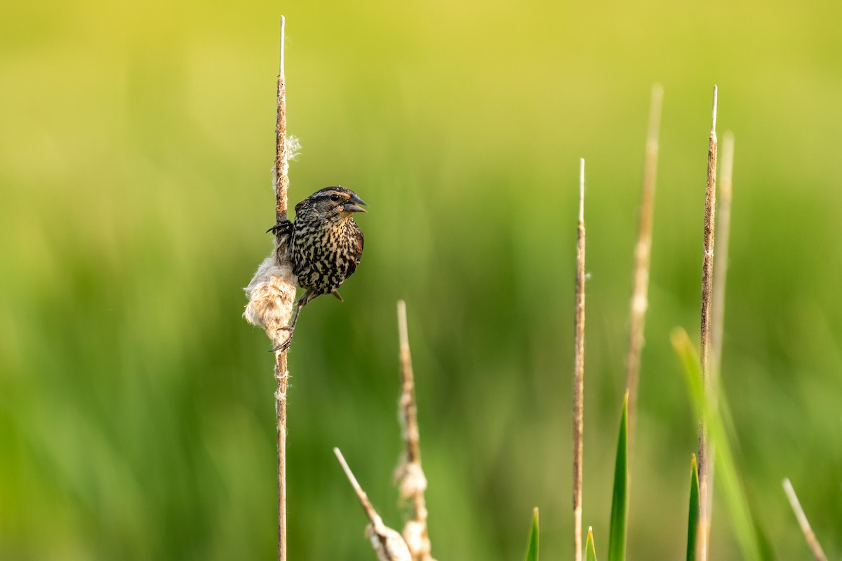 Red-winged Blackbird - ML643696553