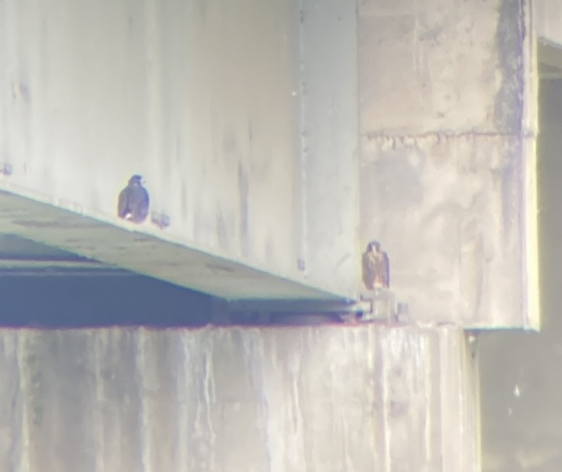 Peregrine Falcon - ML643696555