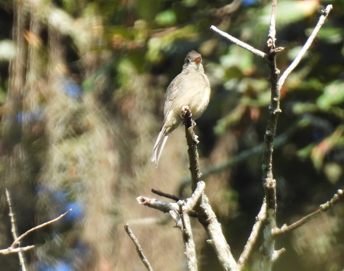 Greater Pewee - ML643696556