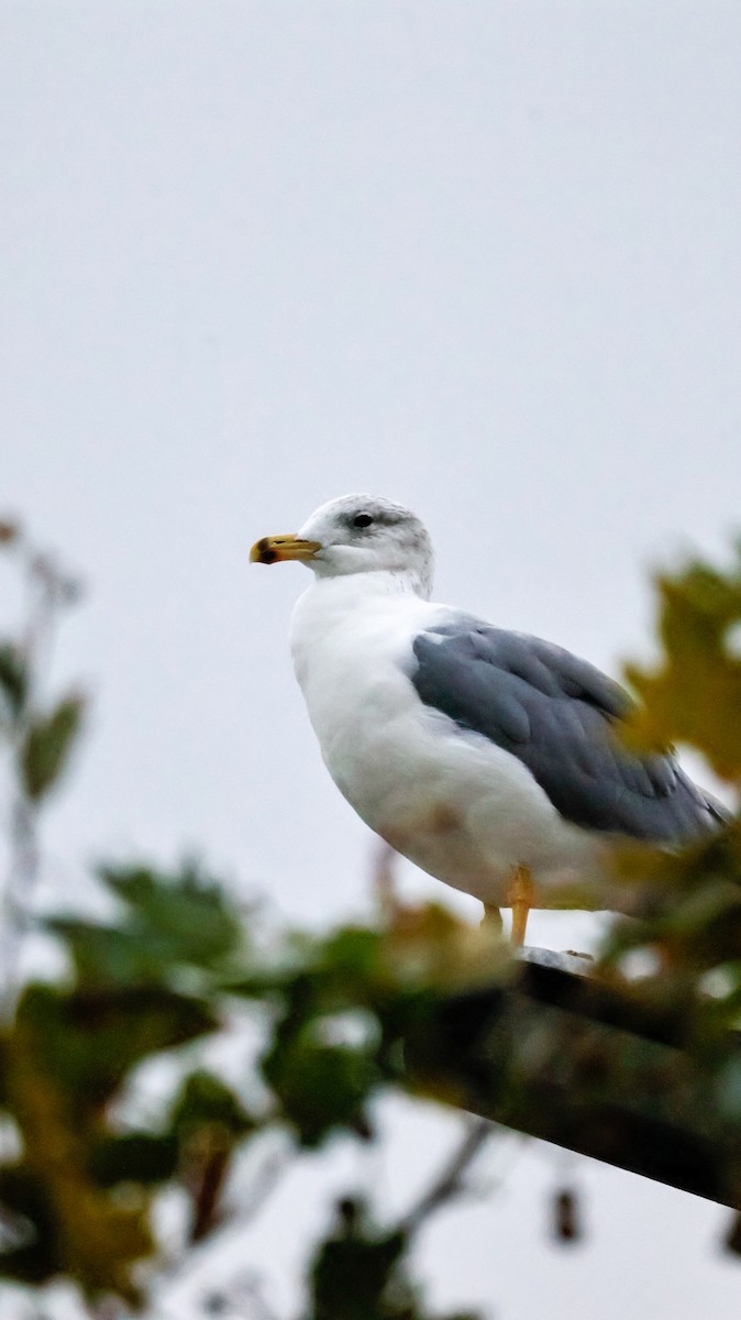 Armenian Gull - ML643696565
