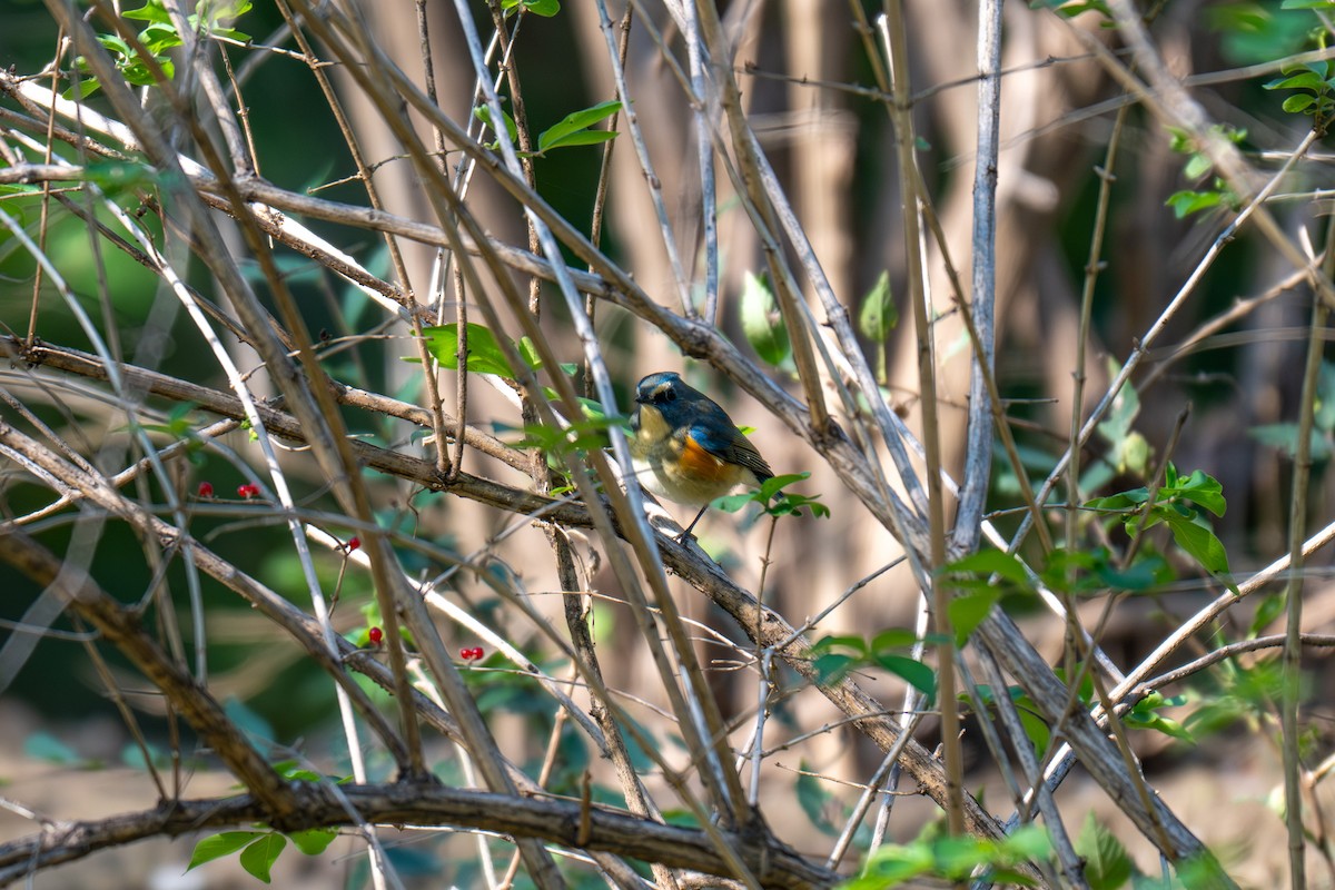 Red-flanked Bluetail - ML643696566